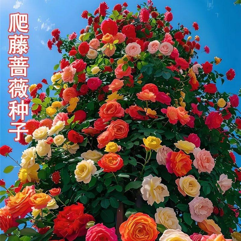 月季蔷薇花种子驱虫驱蚊耐高温庭院爬墙花卉四季常开易种花种籽
