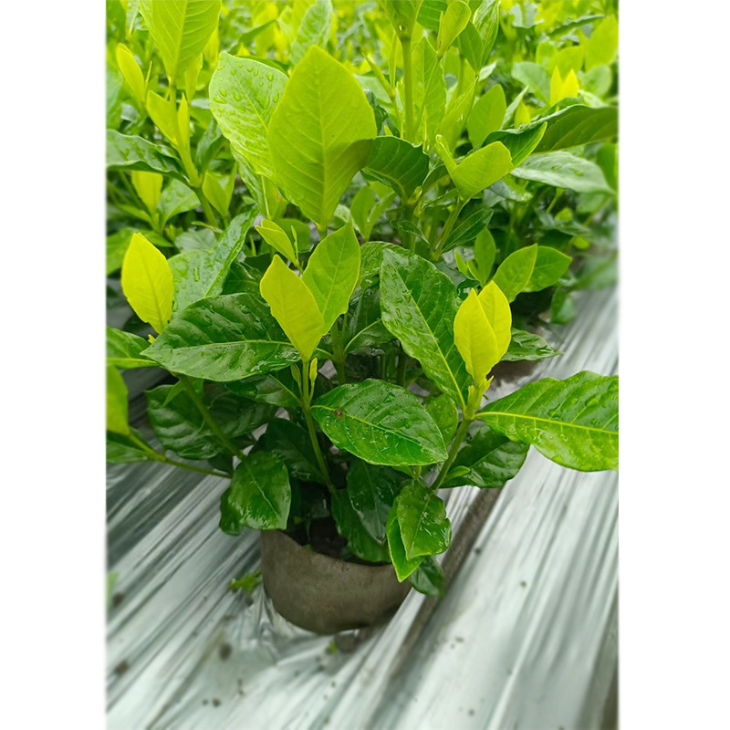 Large leaf gardenia cup seedling ground seedling large flow
