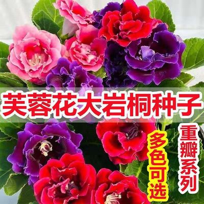 重瓣大岩桐种子 富贵芙蓉花种子 四季播花卉易种室内阳台盆栽花