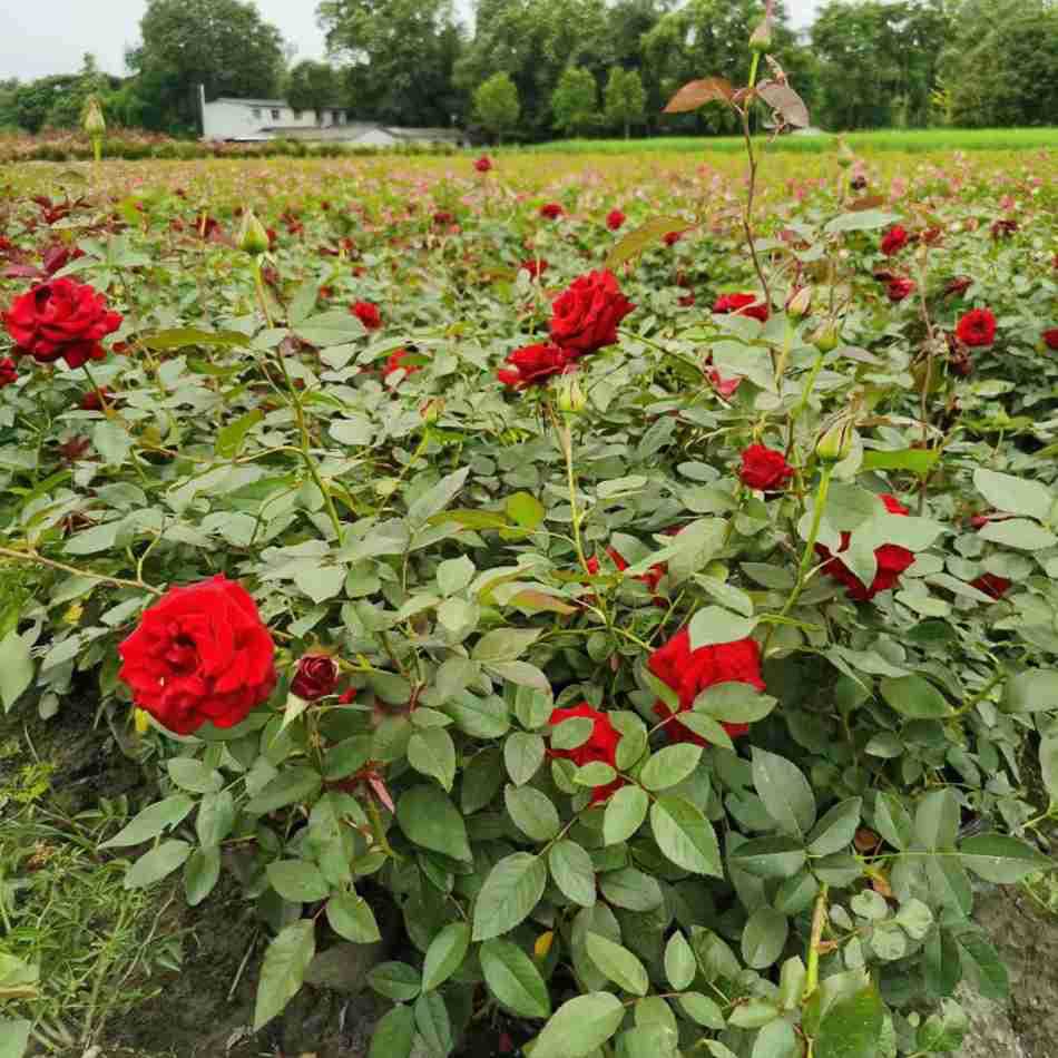 16 cups of blooming roses, potted roses, Chengdu garden gre