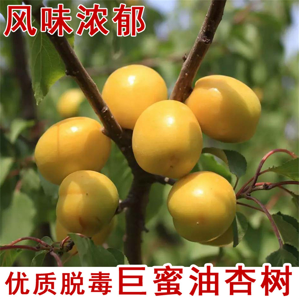 Grafting of Apricot Seedlings onto Xinjiang White Apricot S