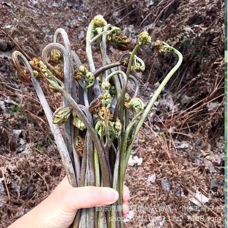 蕨菜种子 生蕨菜拳头菜 如意菜野山菜猫爪菜龙头菜蕨菜种籽