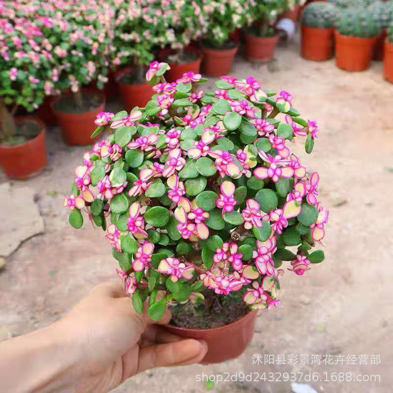 Golden branches, jade leaves, potted plants, seasonal flowe