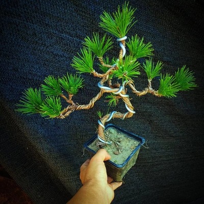 Design: Black pine, old stake, five needle pine, small seed