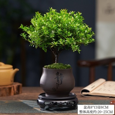 Small leaved red fern old pile seedlings purple sandalwood