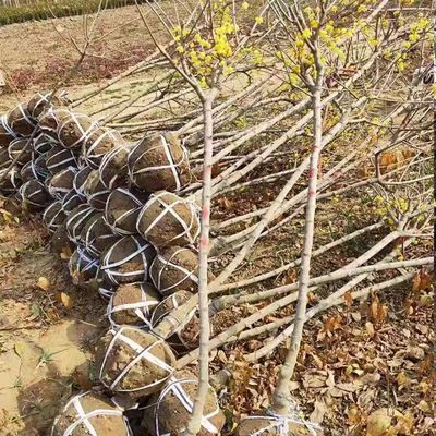 Plum tree seedlings, native wax plum, courtyard greening, w