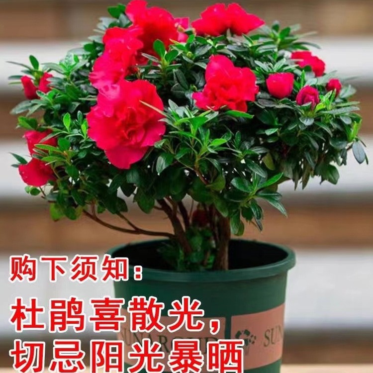 Potted plants with flower buds, native soil, Rhododendron s