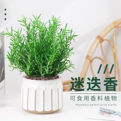 迷迭香盆栽牛排用新鲜百里香苗可食用薄荷叶紫苏罗勒香草植物调料