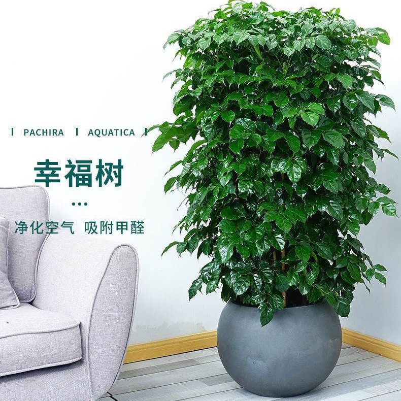Happiness Tree Potted Large Plants Indoor Living Room Offic