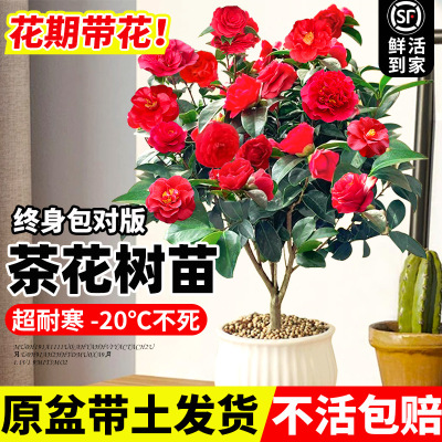 Camellia saplings, potted flowers, indoor living room plant