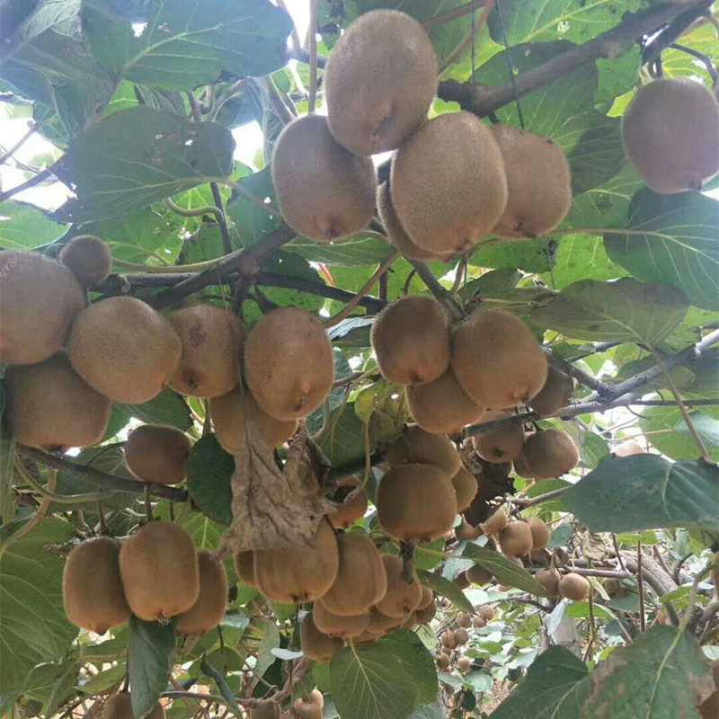 The base sells red sun kiwifruit seedlings Mount Taishan No