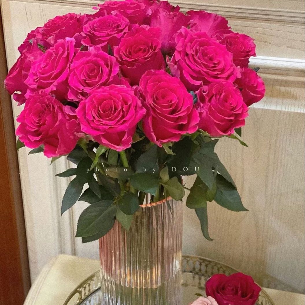 New variety of rose rose seedlings Floyd Goldman cappuccino