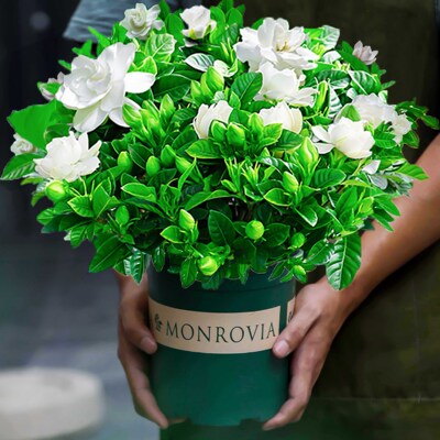 栀子花盆栽花卉室内带花苞枝枝花绿植物好养易活树苗大全四季开花
