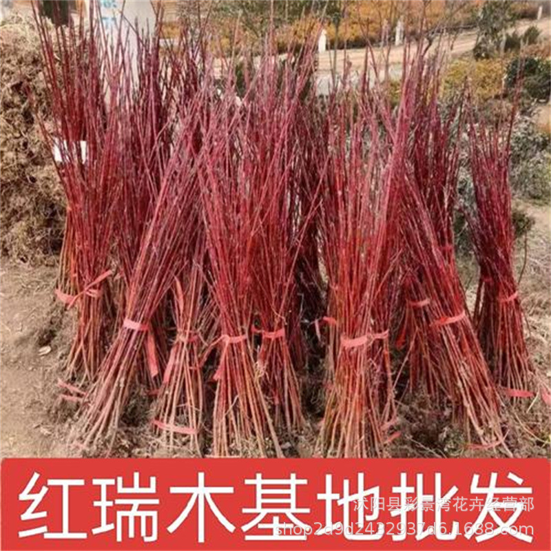 Red Ruimu Seedling Base Wholesale Park Small Road Colorful