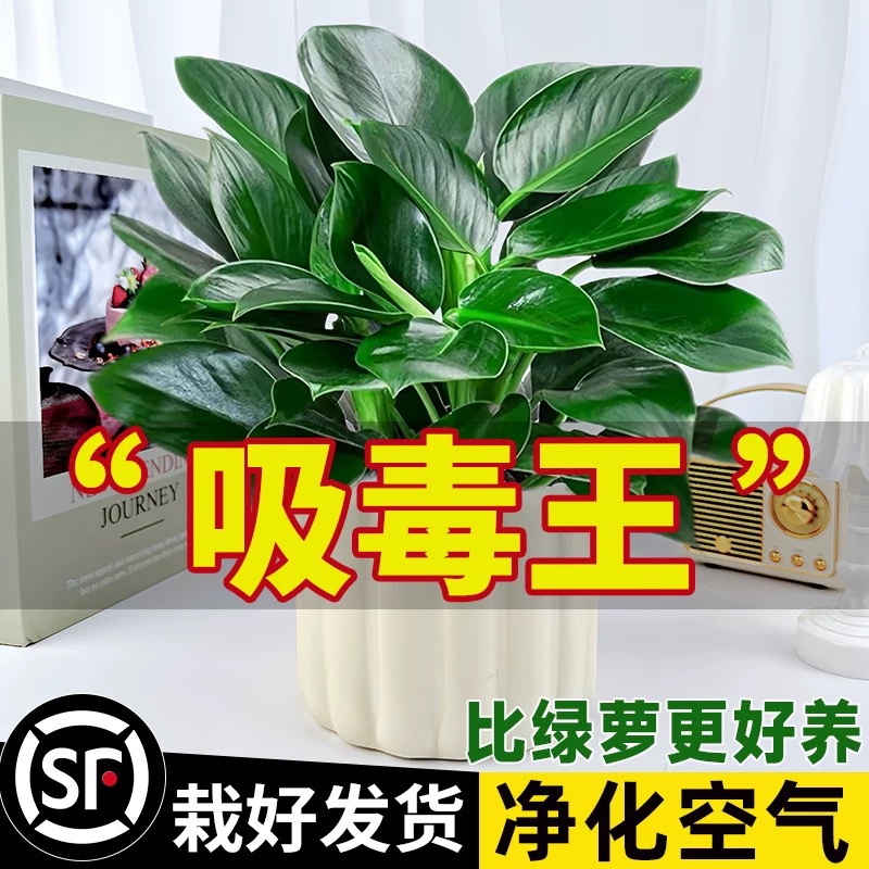 Golden Diamond Potted Plants Platinum Diamond Green Robe Ba