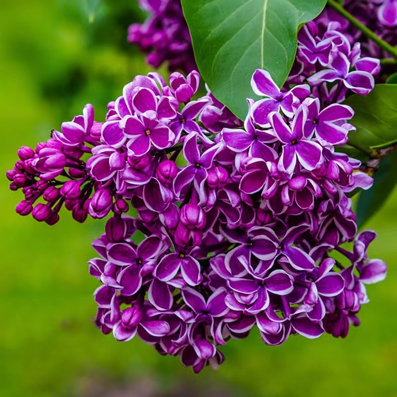 European lilac saplings planted in courtyard green spaces,