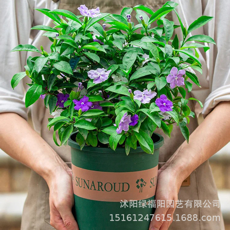 Two color jasmine seedlings potted indoor balcony, blooming