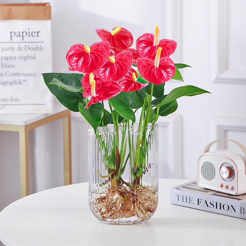 Hydroponic red palm and white palm potted plants are easy t