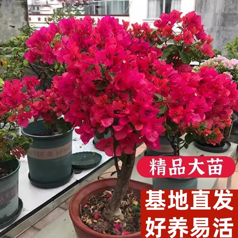 Triangular plum potted indoor with flower buds, old stakes,