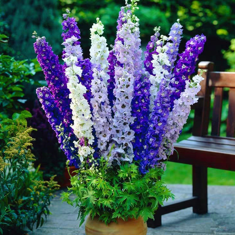 飞燕草花种籽子阳台庭院花籽四季易种室内翠雀花种子混色花卉