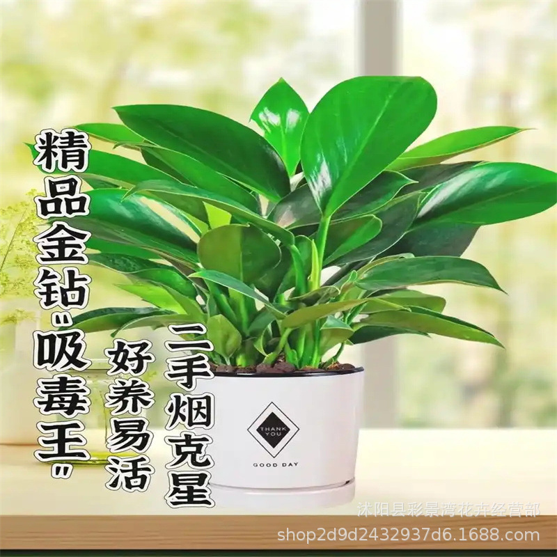 Diamond bonsai, green ivy basket, flower plants, indoor flo