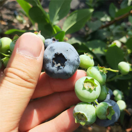 Selling Duke blueberry seedlings for 5 years, transplanting
