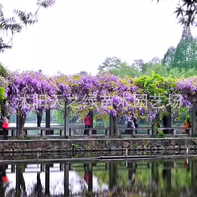 Wisteria saplings, vines, flowers, outdoor courtyards, wist