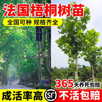 法国梧桐树树苗大树庭院风景树行道园林绿化苗木南方种植青桐法桐