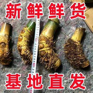 Zen inspired Xiaoye Guale Bamboo Seedlings Old Pile Micro L