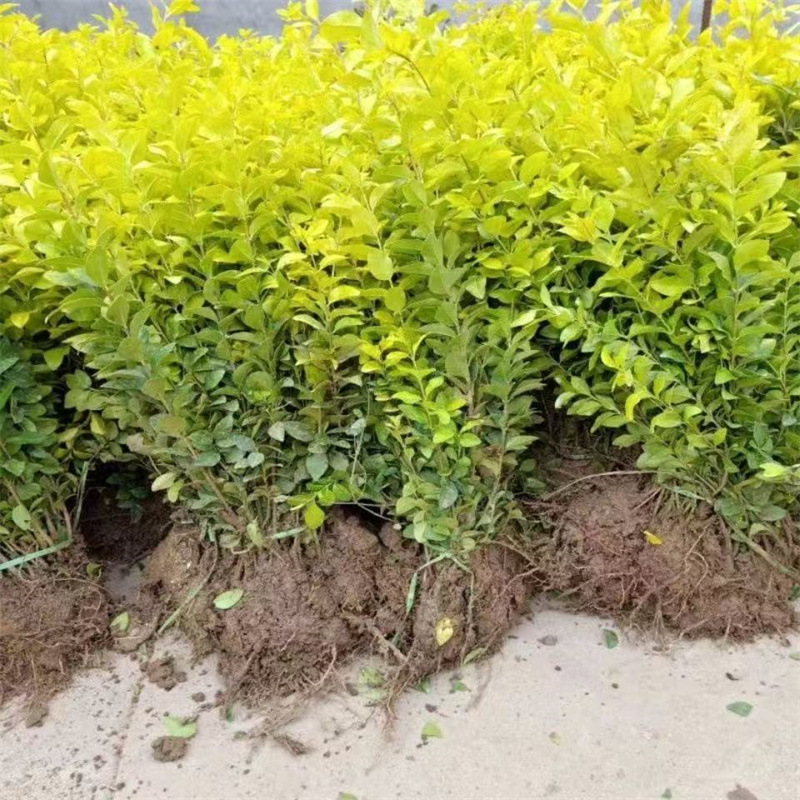 工具金叶女贞园林绿化树苗庭院绿篱耐寒工程绿花植物花草树木常绿