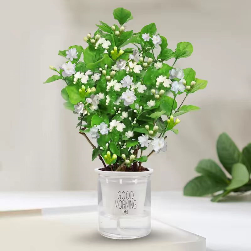 Jasmine seedlings potted with flower buds, Gardenia jasmino