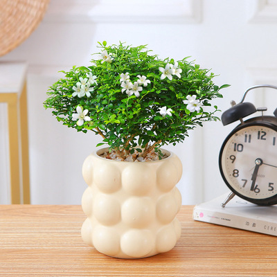 Jiuli Xiang bonsai Damo Jiuli Xiang thousand mile eye bonsa