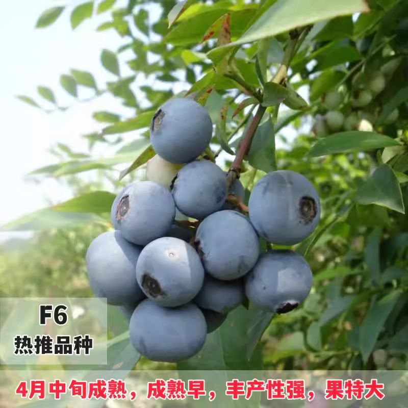 South High New Variety F6 Blueberry Seedlings Annual Result