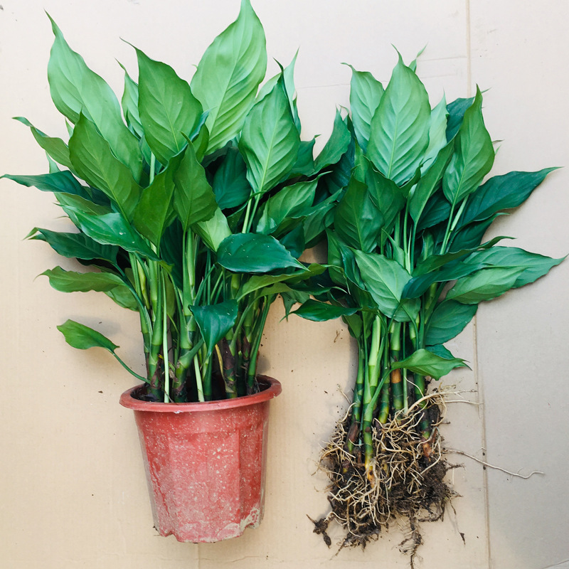 Hydroponic Evergreen Potted Plants Four Seasons Evergreen L