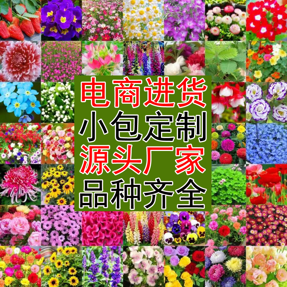 花草种子洋桔梗蜀葵芍药铜钱草小雏菊蔷薇太阳牡丹花花卉组合