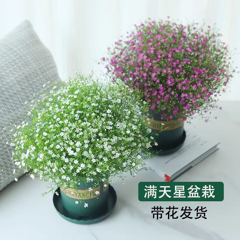 Starry Sky with Large Potted Plants, Four Seasons Blooming,