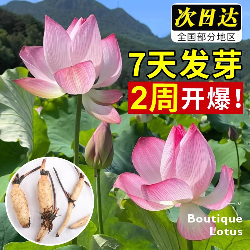 Viewing lotus roots, potted plants, water fed lotus pots, l
