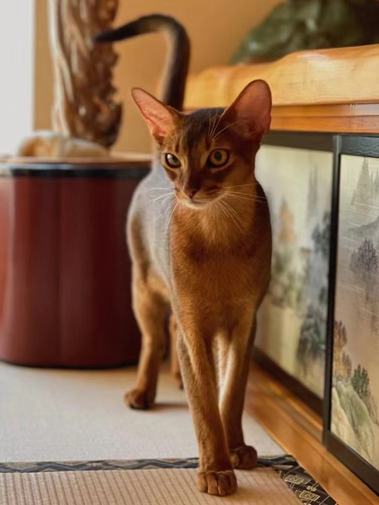 北海阿比西尼亚宠物猫幼猫纯种血统活体埃及法老猫活物猫舍