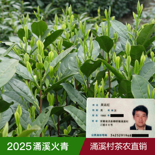 2025新茶涌溪火青泾县高山云雾绿茶叶散装兰花香浓香型500g口粮茶