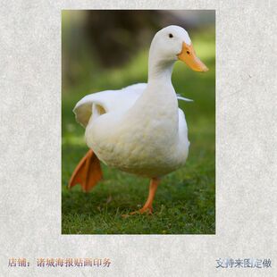 飞禽鸭子动物海报大幅背胶贴画装饰图案写真打印图片家禽鸡鸭鹅画