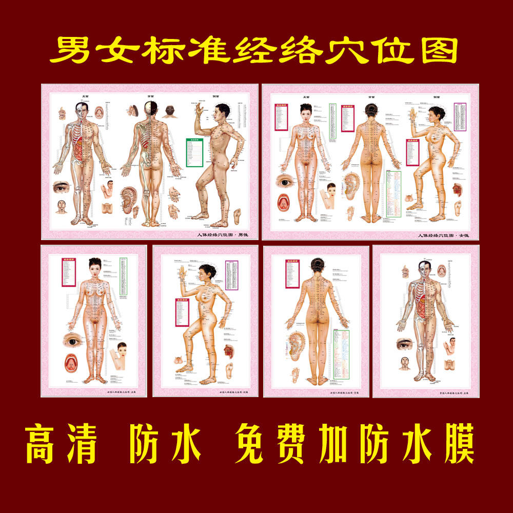 男女人体经穴与病症对照大挂图中医艾灸按摩穴位图人体经络穴位图