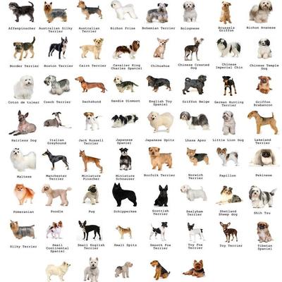 宠物店海报HDB Approved dog breeds动物画犬小狗萌宠墙贴装饰画