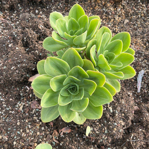 德芙