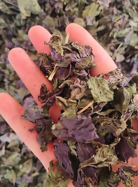 紫苏叶中医草药材野生
