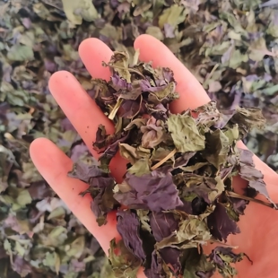 紫苏叶中医草药材去腥烧鱼虾蟹香料干货子苏叶赤苏广东潮汕凉茶