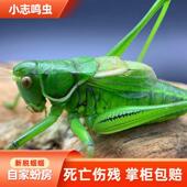 蝈蝈鸣虫新脱绿蝈蝈平谷铁皮蝈蝈天津翡翠绿蝈蝈海蓝蝈蝈山青蝈蝈