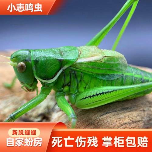 精品铁皮蝈蝈精品绿蝈蝈