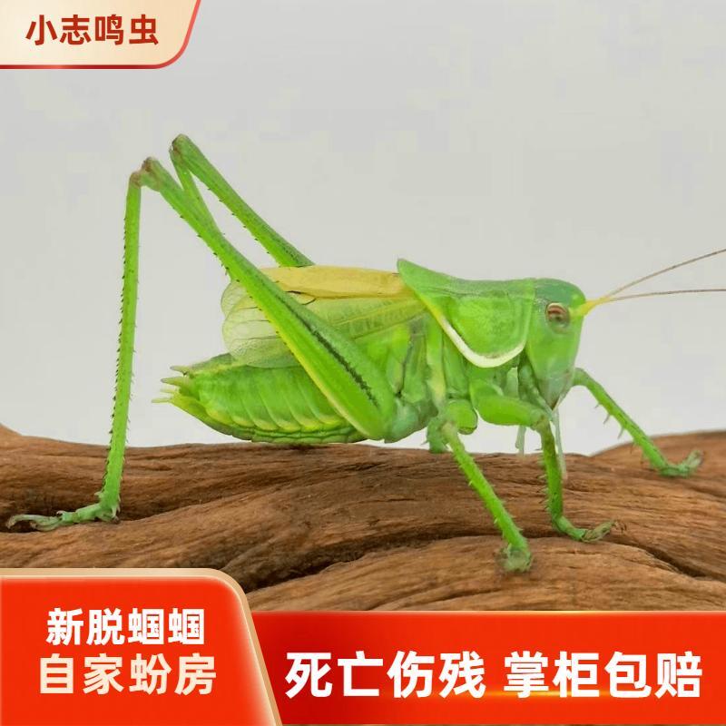 蝈蝈活鸣虫平谷冬蝈蝈山青蝈蝈铁皮蝈蝈新脱蝈蝈点药翡翠葫芦叫罐