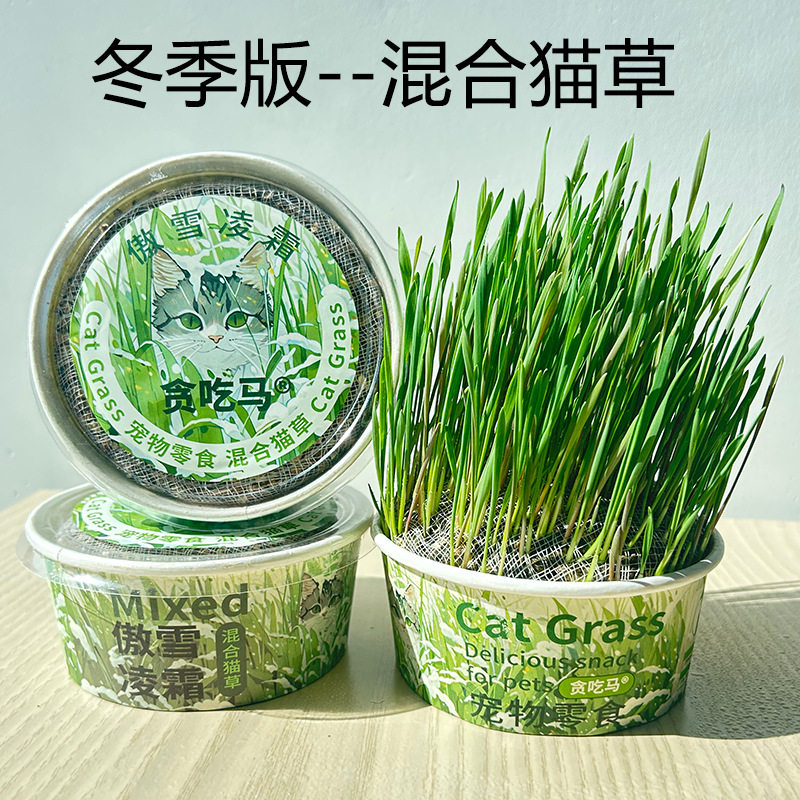 懒人猫草化毛球清新口气四季猫草适合冬天冬季生产无土猫草土培,宠物/宠物食品及用品,猫零食罐,淘宝优惠券,粉丝福利购,淘宝优惠卷
