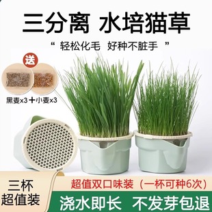 无土懒人猫草水培盆栽小麦种子去毛球化毛草猫草杯成幼猫猫咪零食